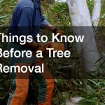 Things to Know Before a Tree Removal